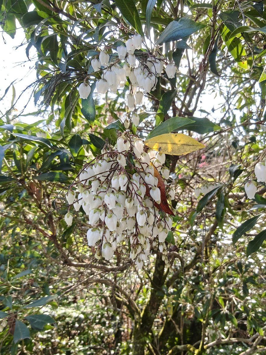 アセビはもう終わりに近い。