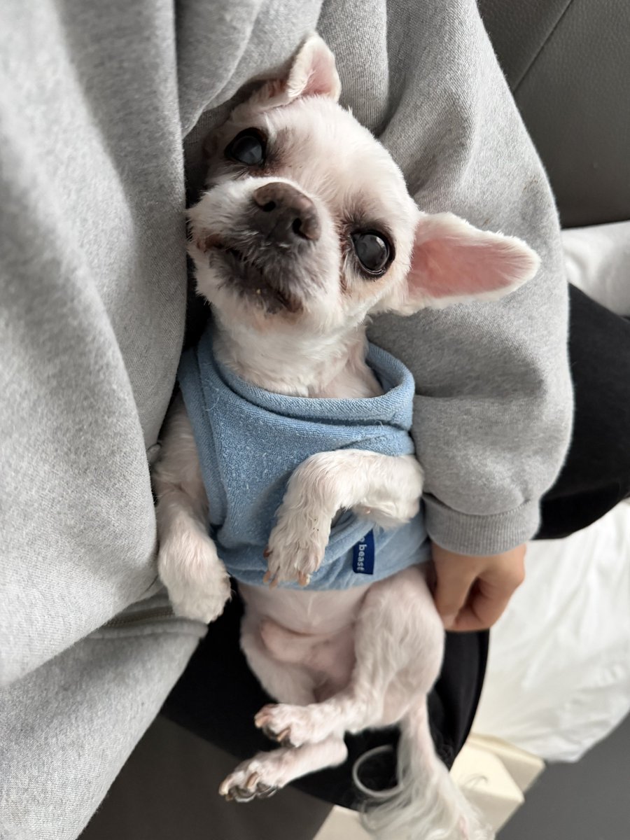 우리집강아지사진계정 tweet media