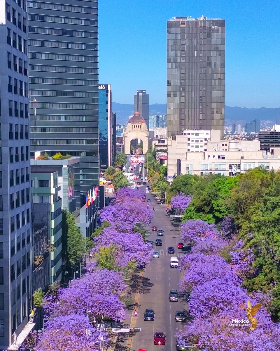 En la Ciudad de México ya estamos Jacarandosos