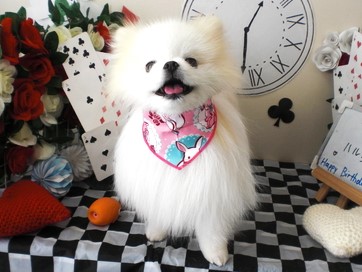 PETandLIFE's tweet photo. おはようございます▽･ｗ･▽
#トリミング
#ペットホテル
#ペットサロン
#新規のお客様ポイント5倍
#おかげさまでオープン16周年
#みんな元気 https://t.co/zKVLmBWq0i