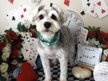 PETandLIFE's tweet photo. おはようございます▽･ｗ･▽
#トリミング
#ペットホテル
#ペットサロン
#新規のお客様ポイント5倍
#おかげさまでオープン16周年
#みんな元気 https://t.co/zKVLmBWq0i
