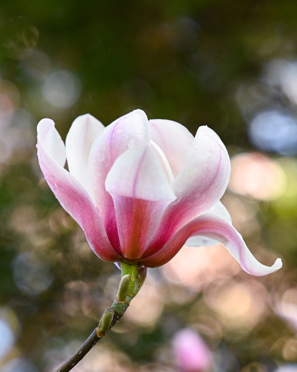 San Francisco Botanical Garden tweet media