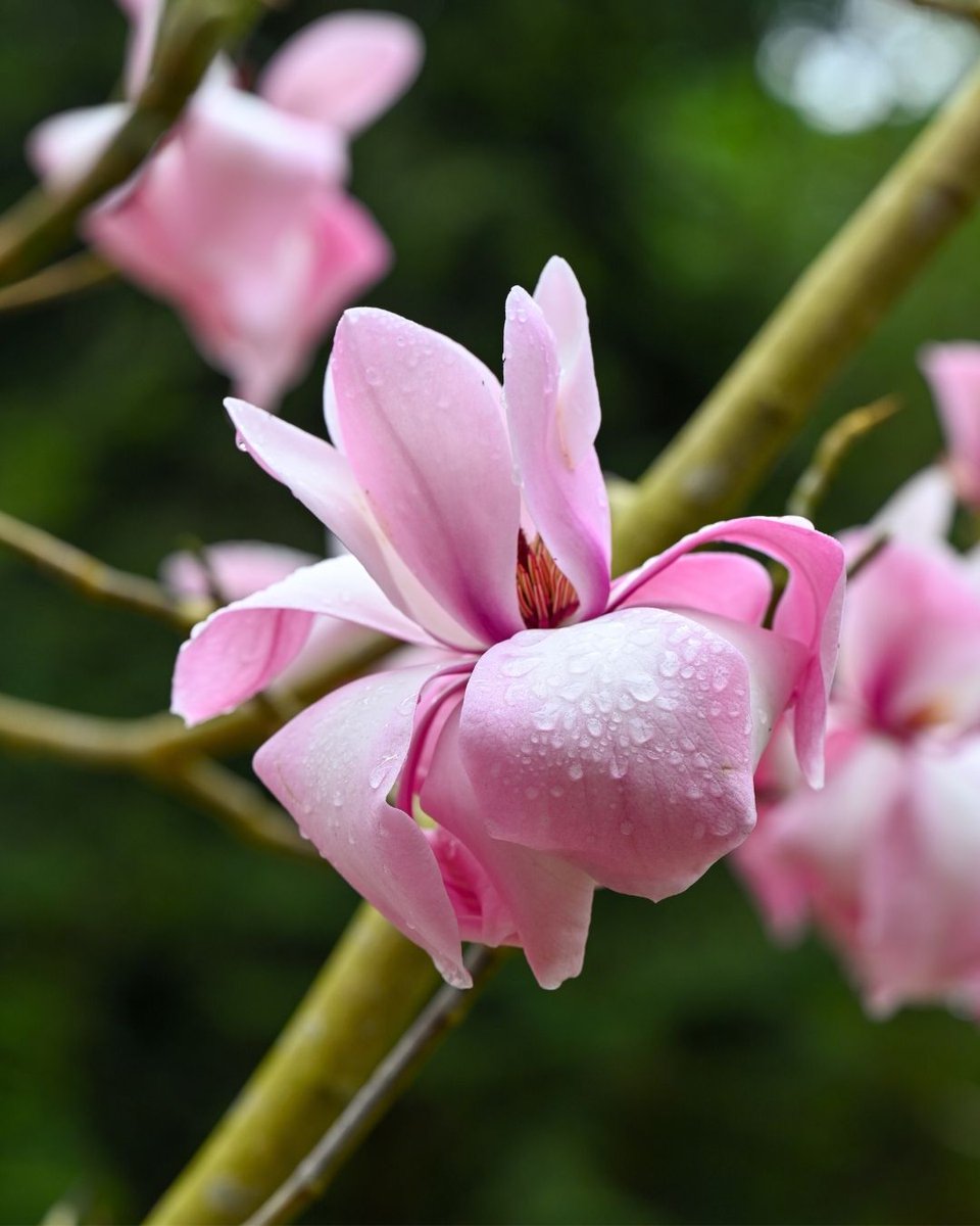 San Francisco Botanical Garden tweet media