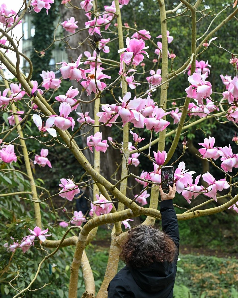 San Francisco Botanical Garden tweet media