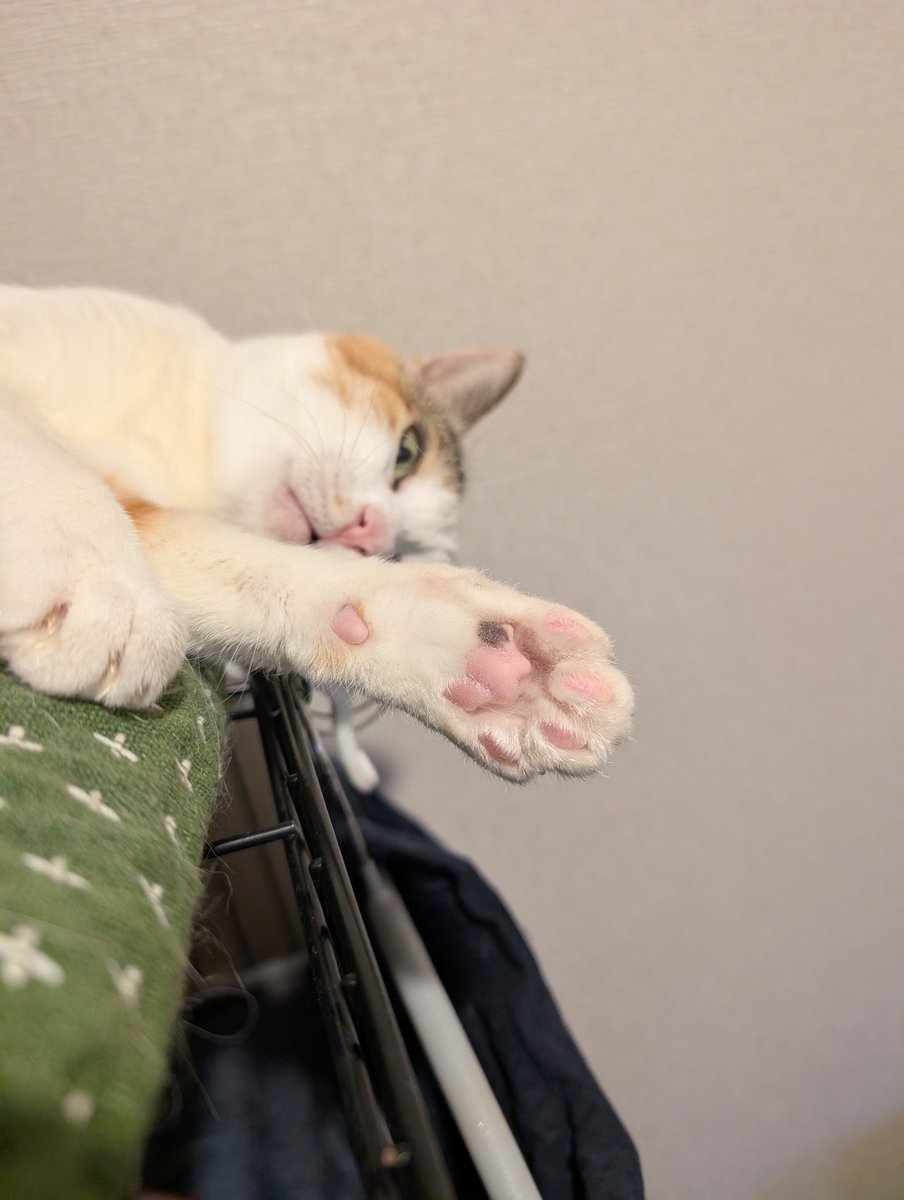 terada_ya's tweet photo. 桜もちおてて🐾
春だねぇ🌸
#ねこ #猫 #てらだや https://t.co/SPskkDx6Y0