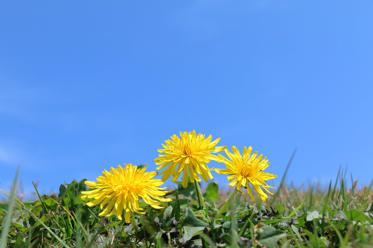 皆さんおはようございます！
今日も朝から天気が良くて暖かいですね。
いまスギ花粉のピークで花粉症つらいです。
眼がしょぼしょぼ、鼻はそうでもないけど喉がイガイガ💦
今日の写真はたんぽぽ。
春の花が少しづつ目につくようになりましたね。
今日も穏やかな１日でありますよう。
ぼちぼちとね😊