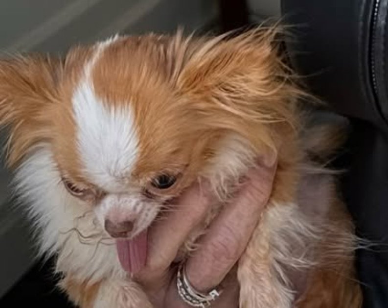 El perrito se ve bien pedo.