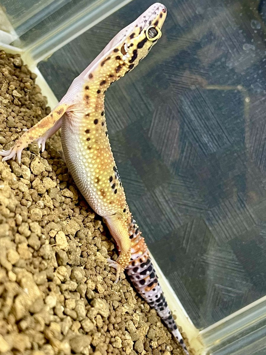 Suke Rep 神戸店 tweet media