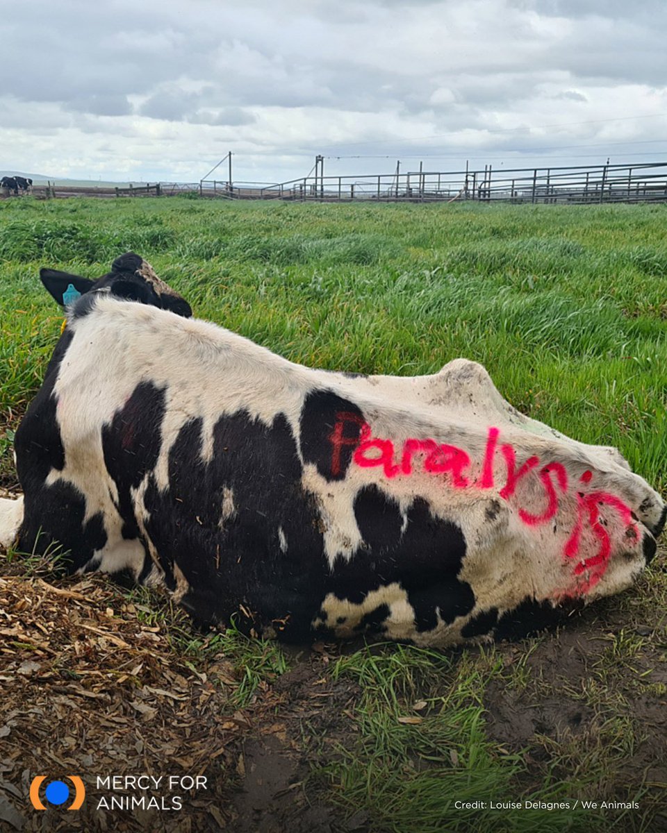 Labeled and left behind at a dairy farm. 💔 This cow, paralyzed and unable to move, awaits transport to slaughter.

You can stand up against this cruelty simply by choosing plant-based milk and foods.

Take action: MercyForAnimals.org/GotMiseryDairy…
#Milk #Dairy