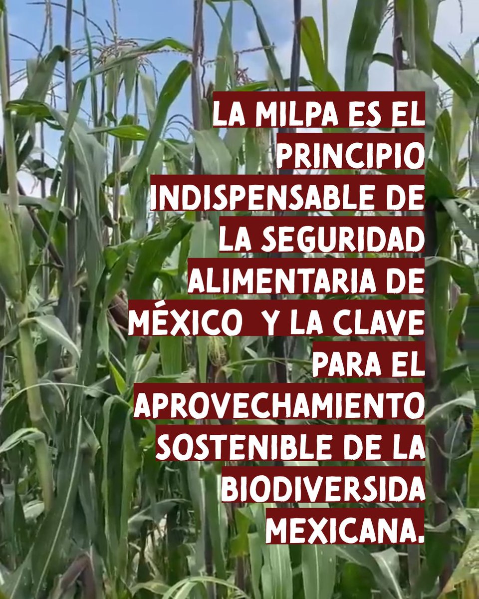 Semillas de Vida 🌽 tweet media