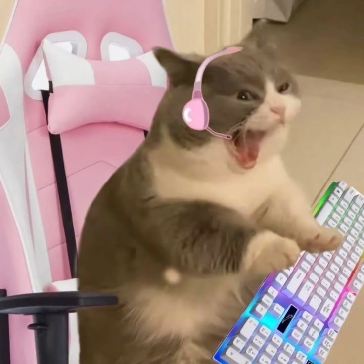 td dia uma metadinha diferente tweet media