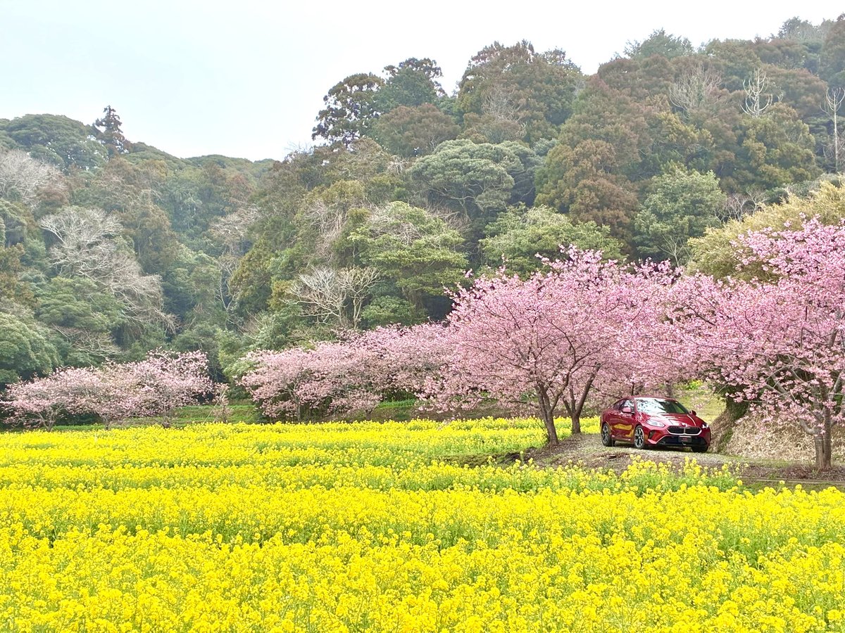 続いても河津桜の桜並木🌸 こちらは河津桜も菜の花もほぼ満開♪