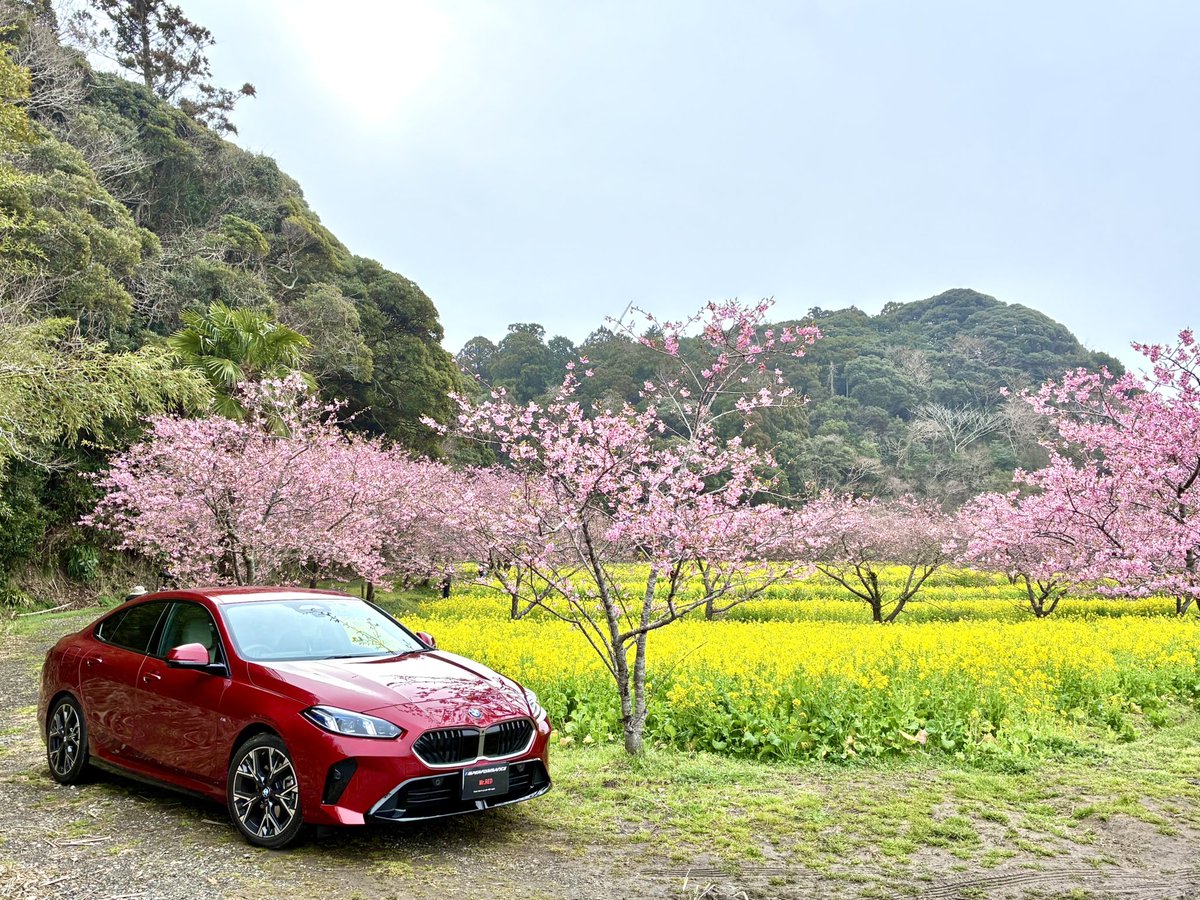 続いても河津桜の桜並木🌸 こちらは河津桜も菜の花もほぼ満開♪