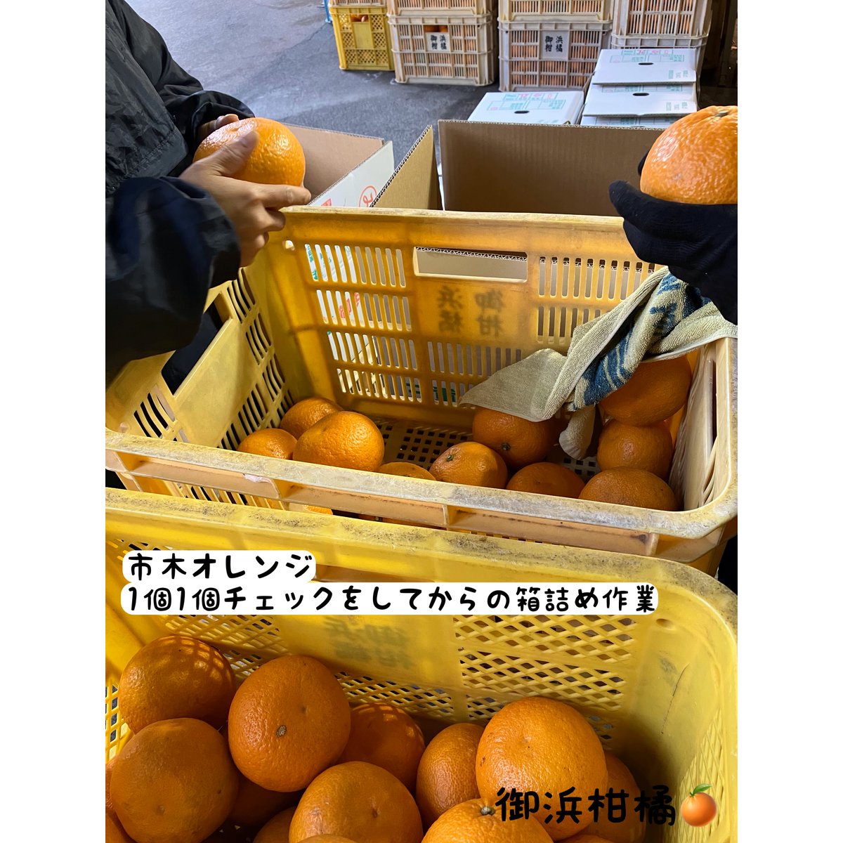 “こだわりみかん”の御浜柑橘 tweet media