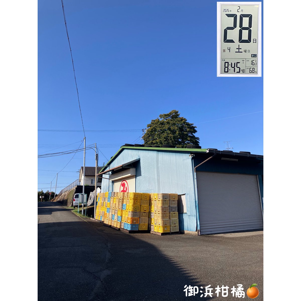 “こだわりみかん”の御浜柑橘 tweet media