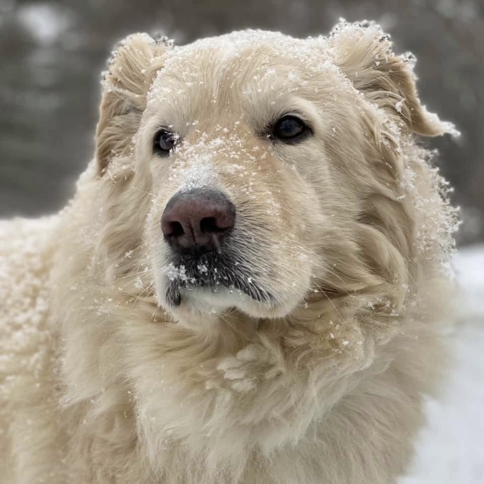 BryanMarquard's tweet image. A reminder that snow on Feb. 27 is somewhat common. This is from 2021 -- and, I might add, an adorable photo of Outlaw. He wore snow well. #doglovers #Snowfall @dogandpuplovers @dogcelebration @ok32650586 @JanMcLa96148225 @Patrici02004557 @Patrici93393561