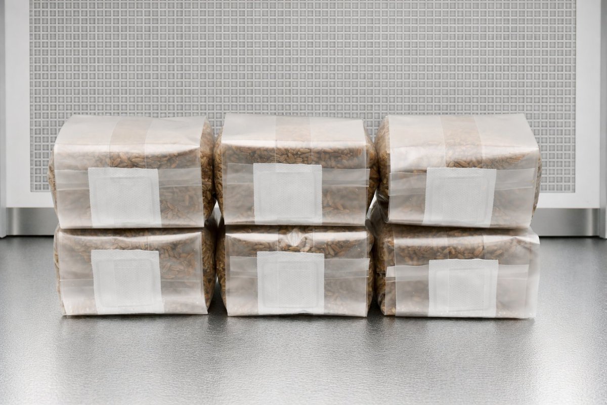 Out_Grow's tweet photo. Six Pounds of Rye Can Do a Lot. 🍄

Once fully colonized, 6 lbs of rye berry grain can inoculate up to 30 lbs of bulk substrate.

That’s serious expansion power from one 6-pack of rye.

Our sterilized rye berry bags arrive fully hydrated and sterilized, ready for inoculation. We produce over 250 lbs of rye every single day, so you're always getting fresh stock.

https://t.co/rjmlxozu48