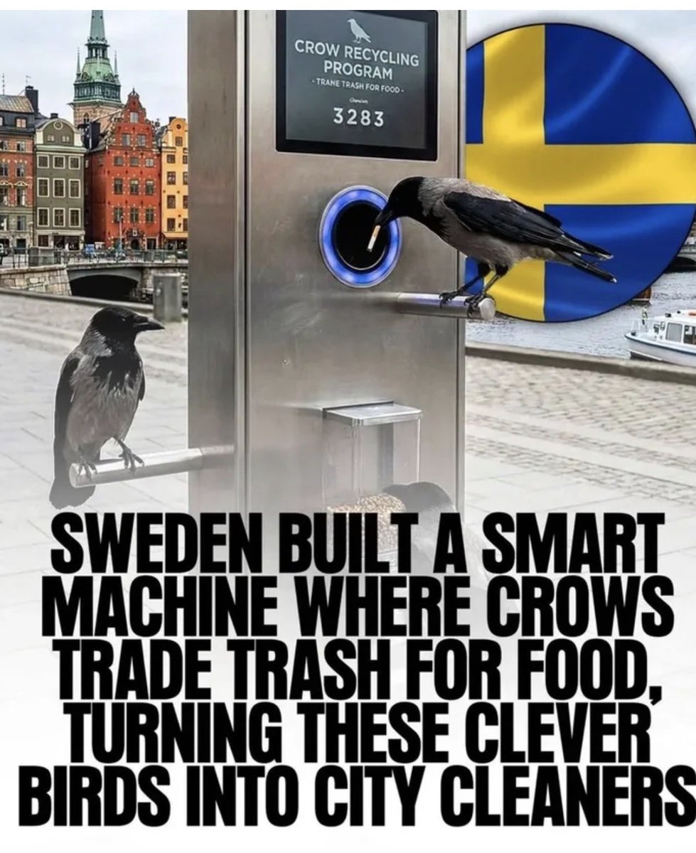 We already stressing about AI taking our jobs… now Sweden has crows out here clocking in as city cleaners, trading trash for snacks like pros?! 

These feathered street sweeps got better side hustles than us fr 😂 

🐦‍⬛🇸🇪

#AI #FYP  #Crows  #Relatable #FunnyAnimals