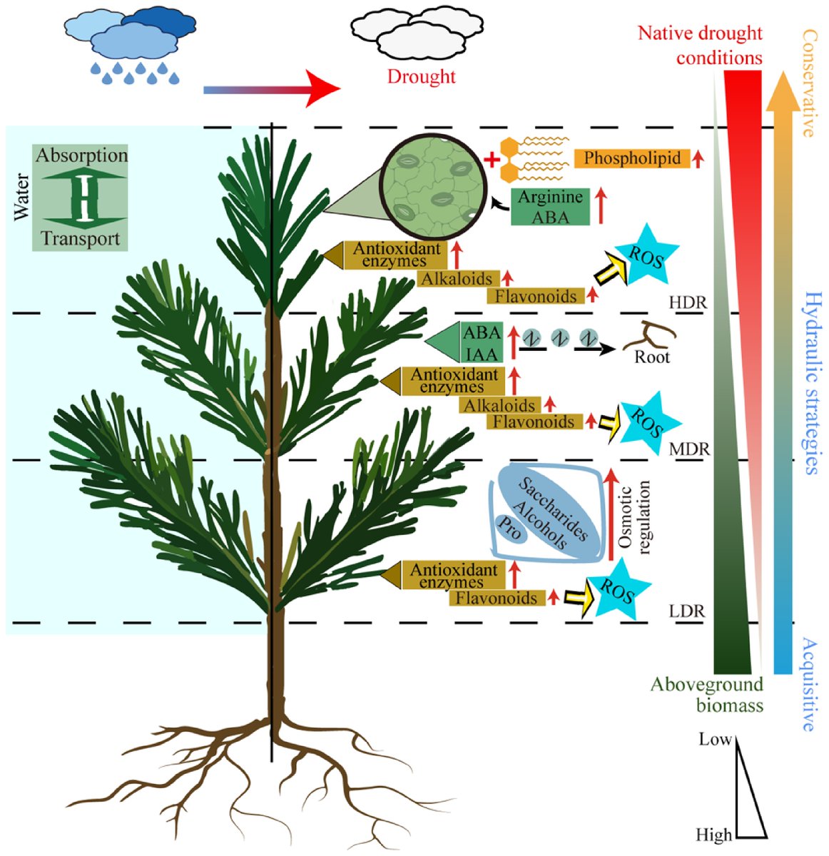 Forestry Research tweet media