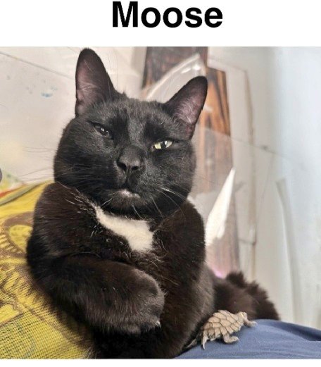 🌻Samson Cat🐱 tweet media