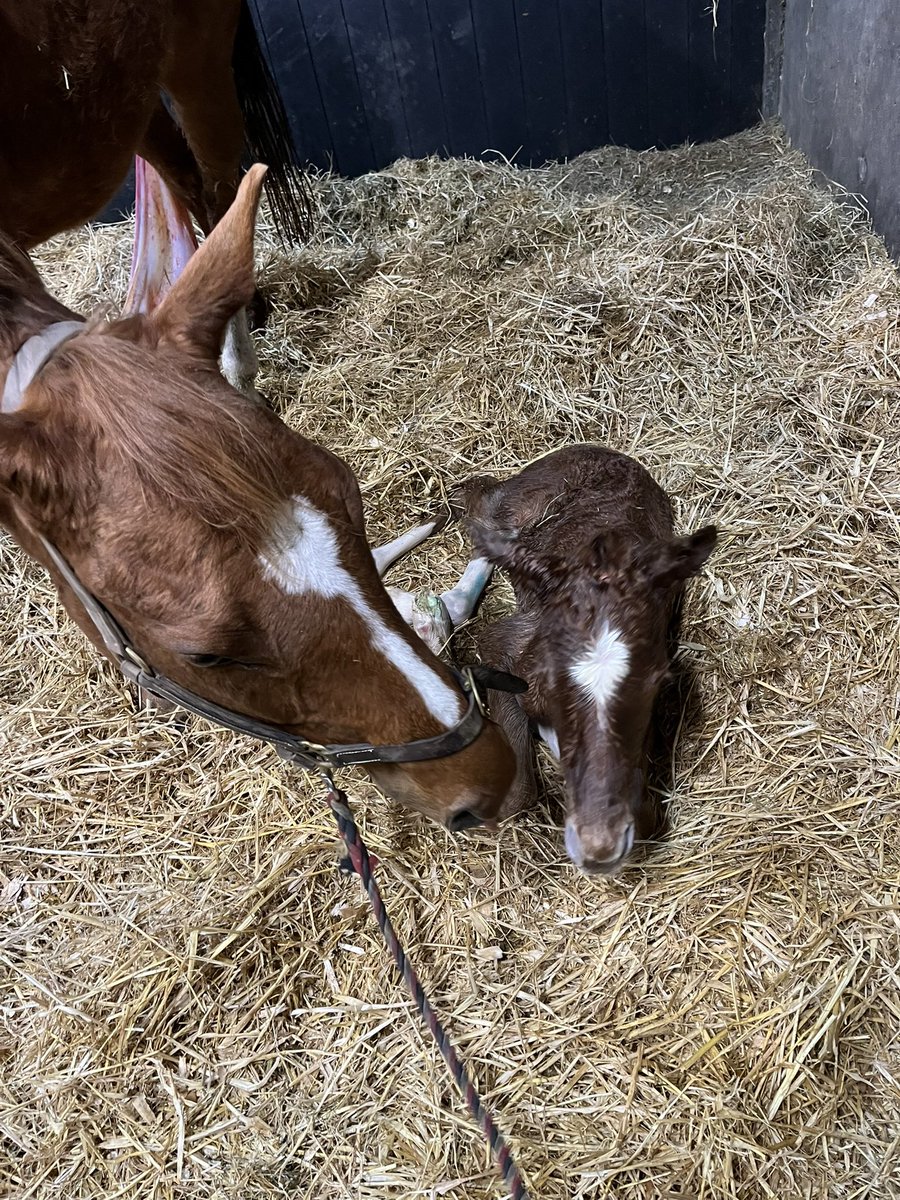 Ferdlant Stud tweet media