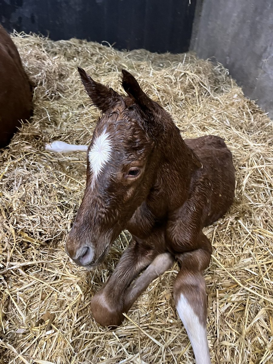 Ferdlant Stud tweet media