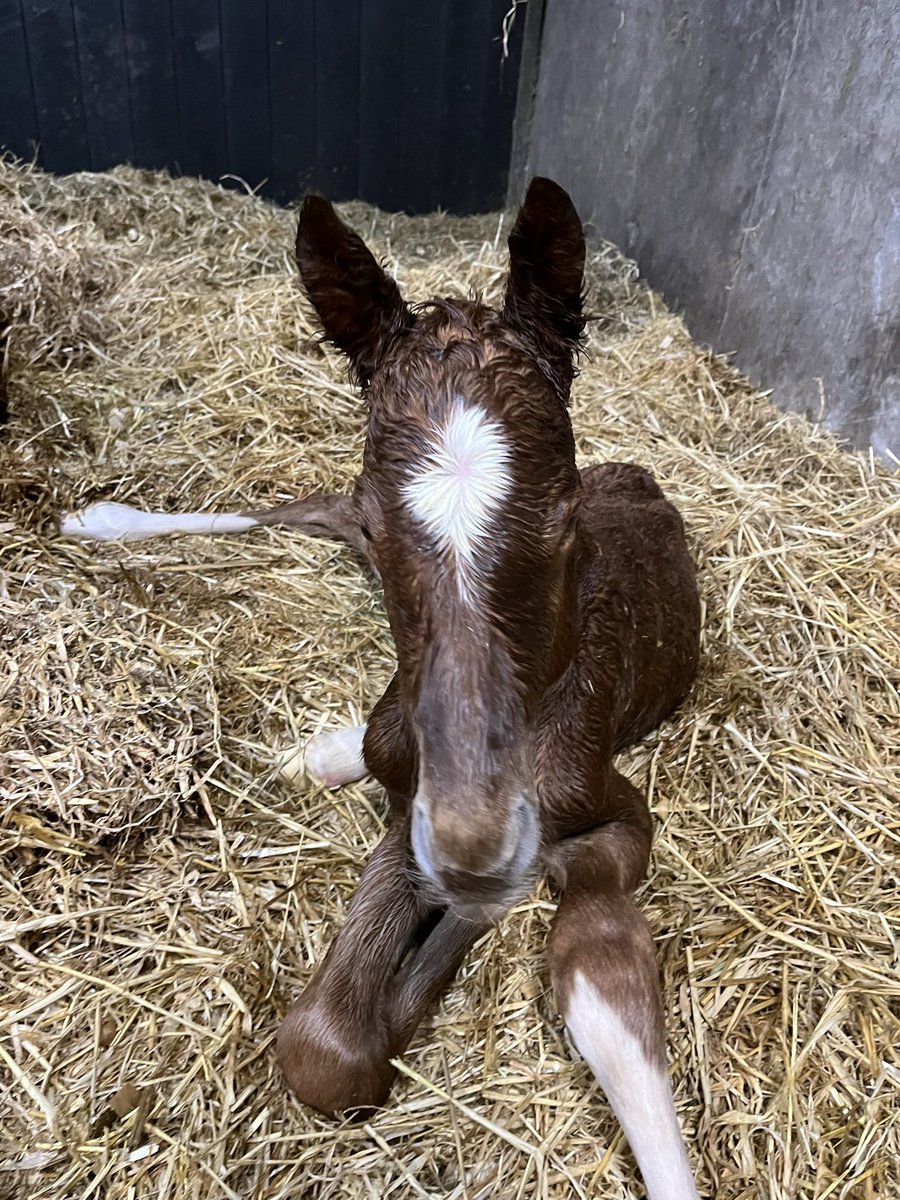 Ferdlant Stud tweet media