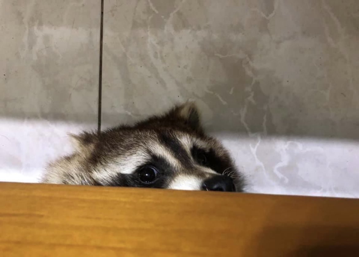 STUB 🔺 tweet media