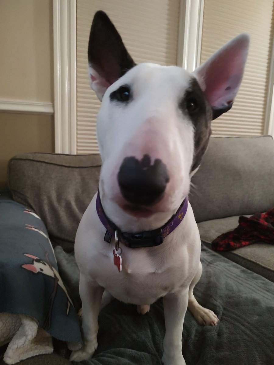 rexthetvterrier's tweet image. New #SheriffCountry at 8 and  #Dateline @DatelineNBC at 9.  On streaming, there are new episodes of #Cross #ThePitt and #MonarchLegacyofMonsters is back for S2

#Spike #TVPicks #Dogs