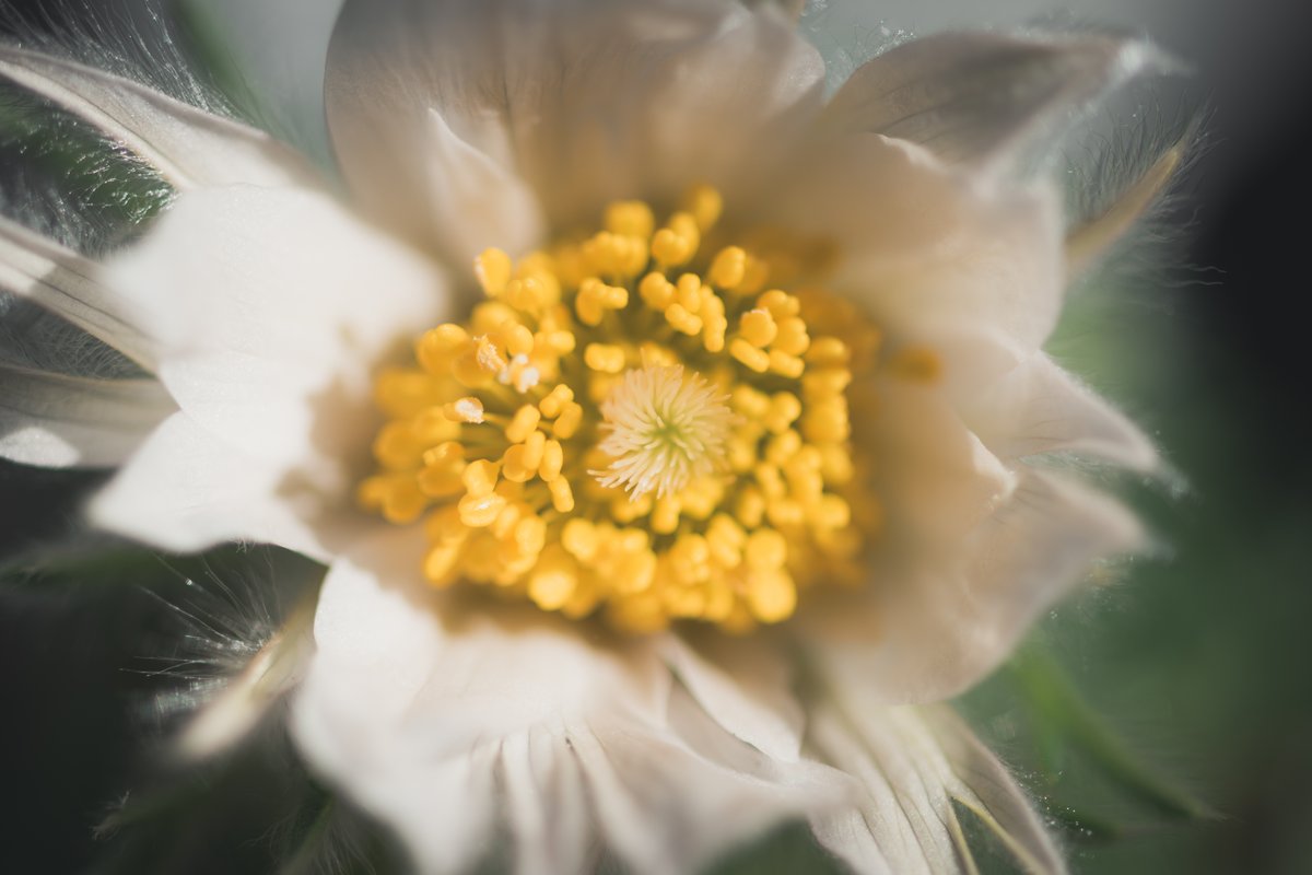 この前買った花が、庭で咲き始めた。札を見ればわかるけれど、名前は