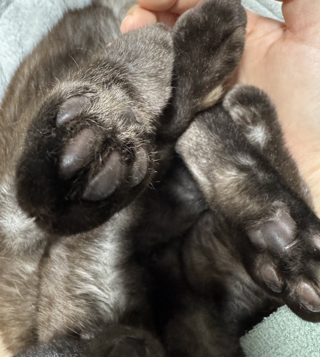 煮豆がついてるね