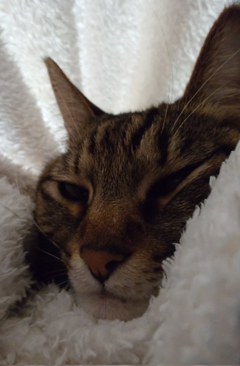 ね… #猫のいる暮らし #保護猫