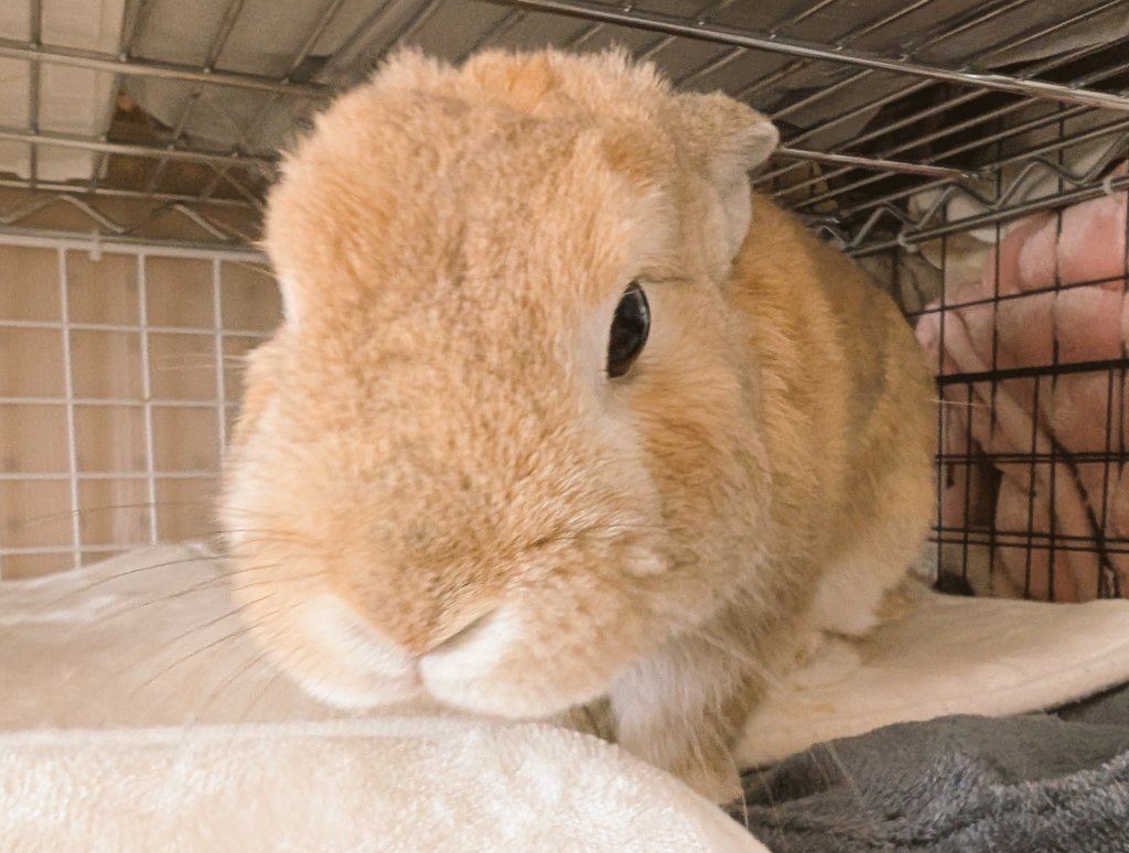 🐰出ないぞー！ #うさぎ