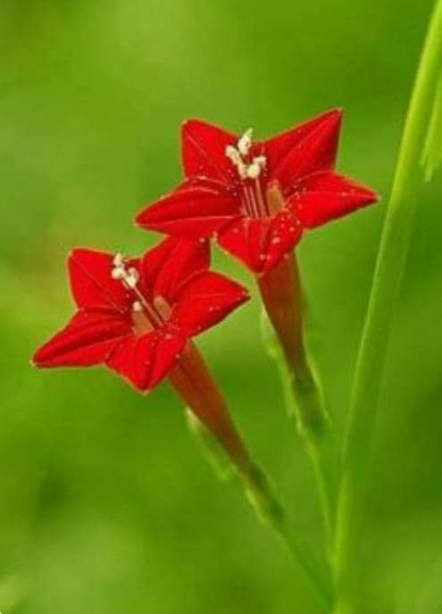 MYVOICE_111's tweet photo. Stunning red lilies lighting up the green 🌿💐 #RedLily #NatureLovers #bbvipks4 #FlowerPower #BotanicalBeauty #InstaFlowers #KengNamping #NaturePhotography #FloralMagic https://t.co/uKagc9COCs