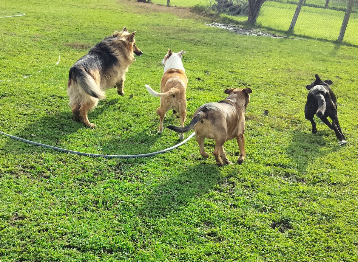 BonnieblueBlue's tweet photo. I really loved this picture I got today 😊 they all look like they are having so much fun #AllFour https://t.co/lxpTA9gCFN