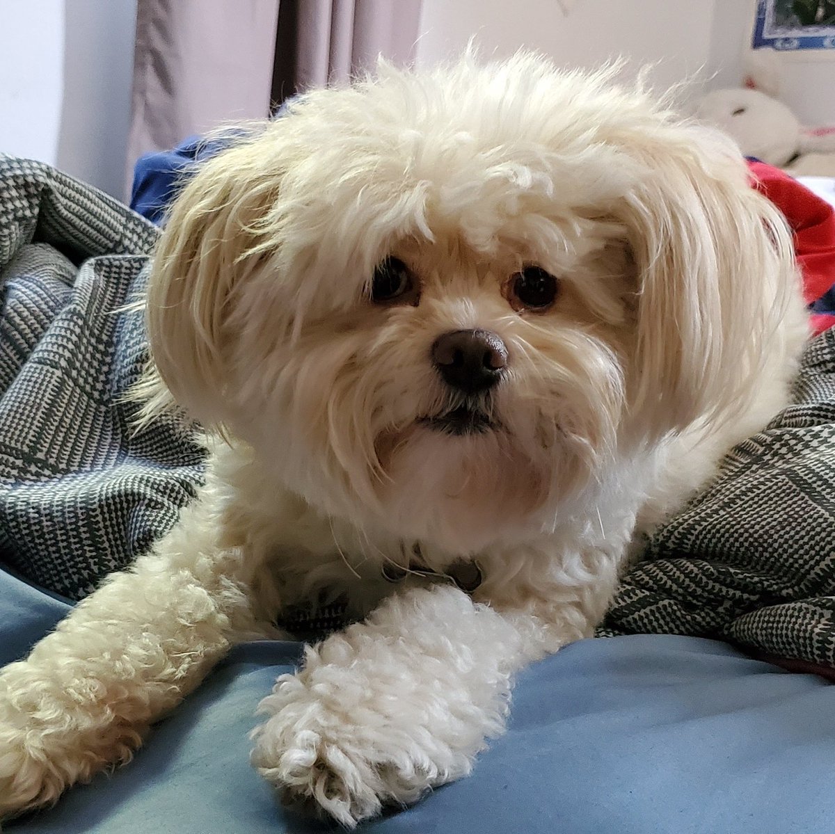 TakajoMika's tweet image. SUPER BIASED TOWARD THE POMBON CUZ I USED TO HAVE ONE (pom x yorkie mix)
SAY HI TO BOOKER DEWITT