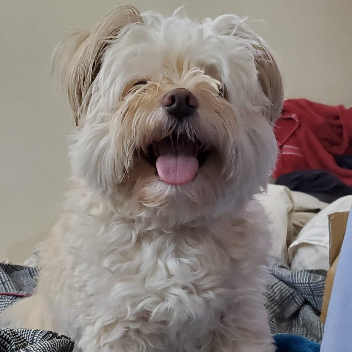 TakajoMika's tweet image. SUPER BIASED TOWARD THE POMBON CUZ I USED TO HAVE ONE (pom x yorkie mix)
SAY HI TO BOOKER DEWITT