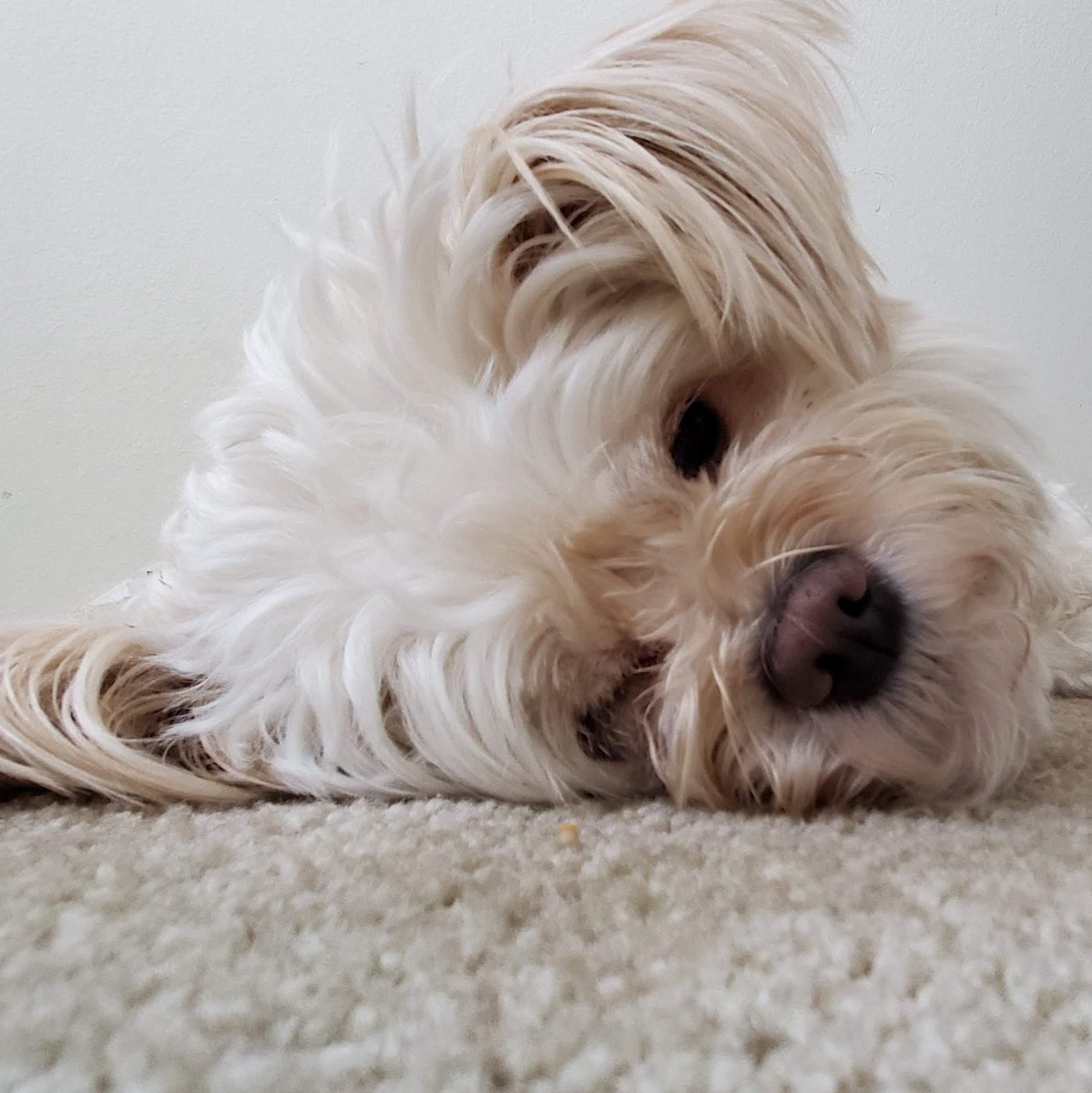 TakajoMika's tweet image. SUPER BIASED TOWARD THE POMBON CUZ I USED TO HAVE ONE (pom x yorkie mix)
SAY HI TO BOOKER DEWITT