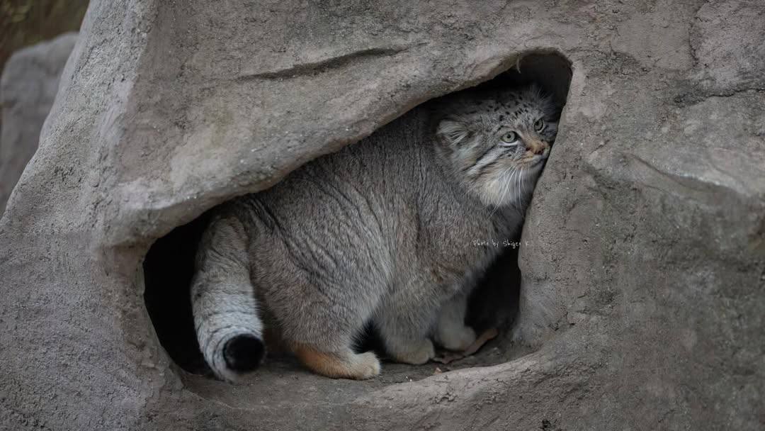 Daily Manul tweet media