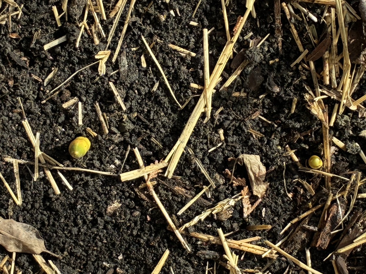 I uncovered the beds where I planted bulbs in the fall and saw some of these guys popping up.🌷💐🌷💐