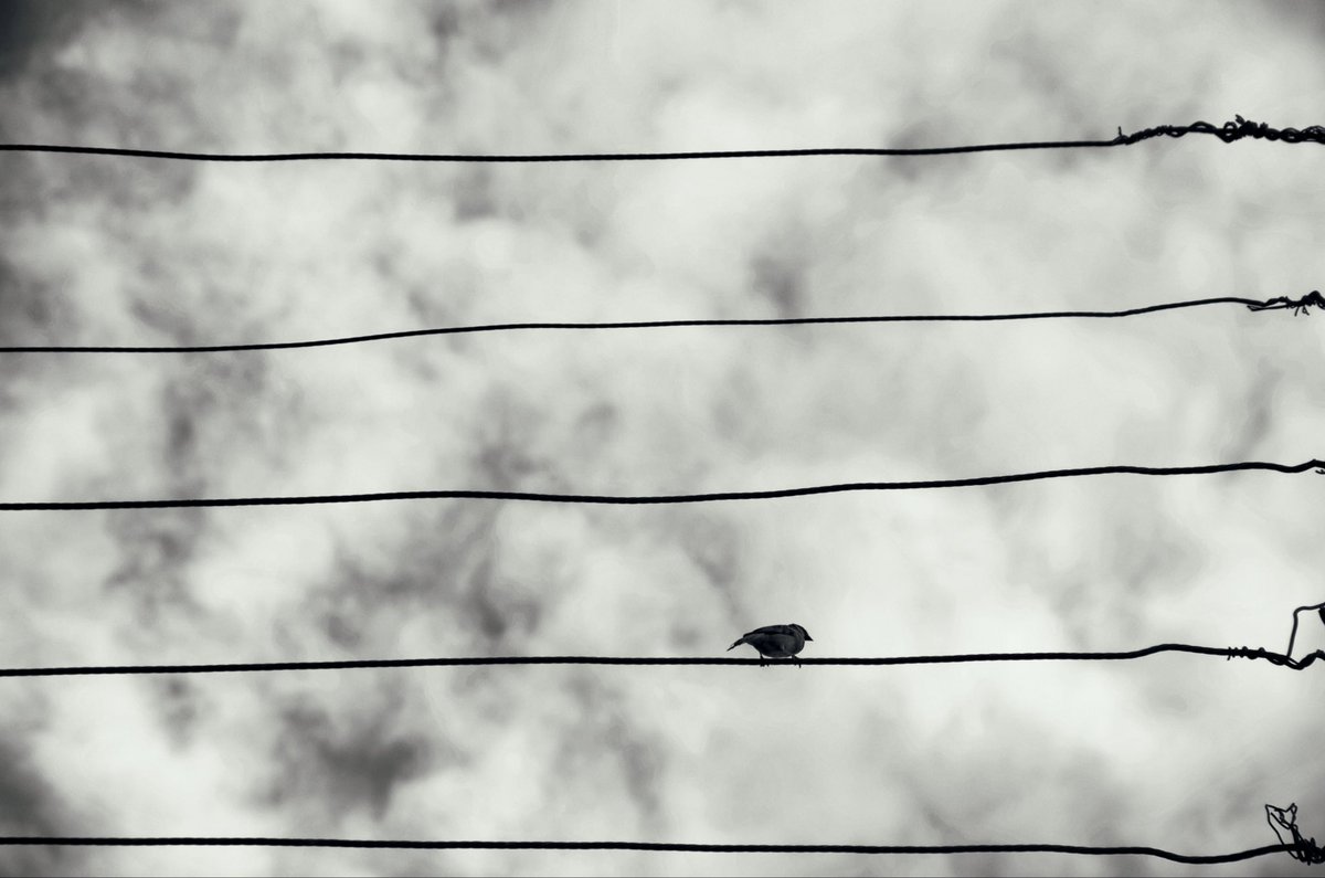 Alirexa.eth tweet media