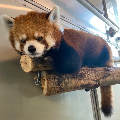 The Valley Zoo Development Society tweet media