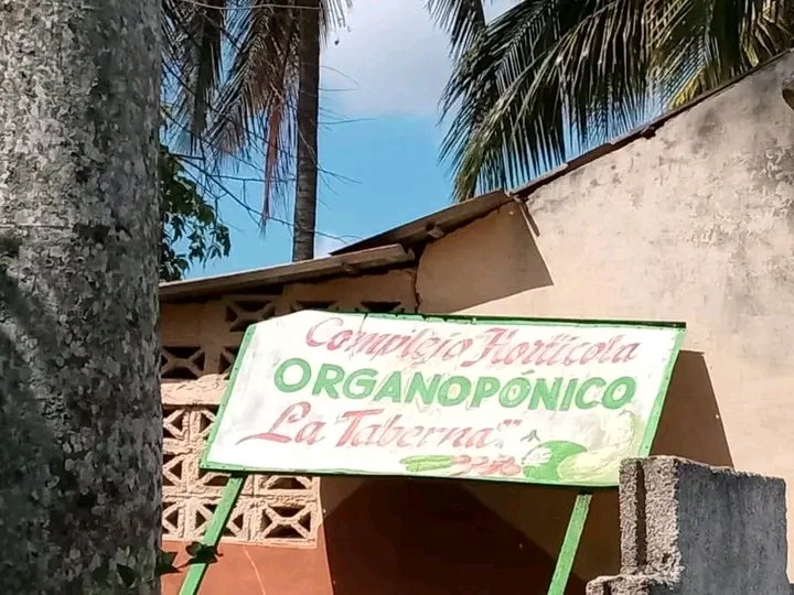 ujcholguincuba's tweet photo. Cuando un joven hace productivas sus manos, está cosechando independencia. 🌱 En cada parcela hay una trinchera. 

Sigamos trabajando #unidos, innovando en cada #cosecha y convirtiendo cada pedazo de tierra en un ejemplo de lo que somos capaces de hacer. 💪

✍️ Elisbel Durán https://t.co/qtHWVc2G4w