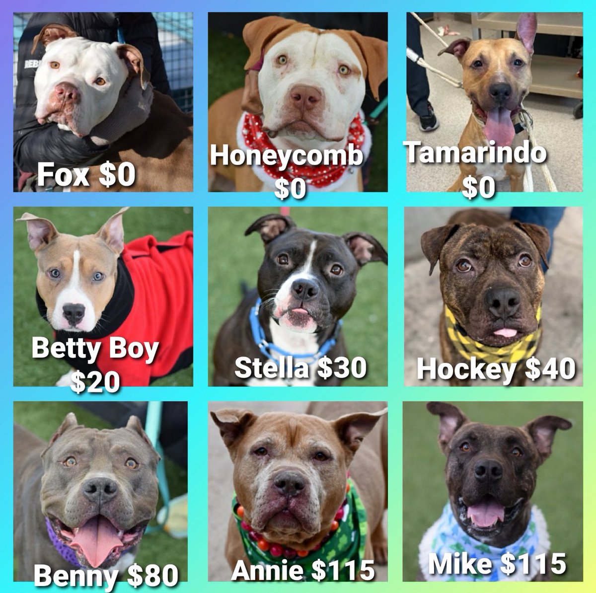 🆘 LOW PLEDGES 🆘
Relisted 2/28 #NYCACC
🔹Fox $0
🔹Honeycomb $0
🔹Tamarindo $0
🔹Betty Boy $20
🔹Stella $30
🔹Hockey $40
🔹Benny $80
🔹Annie $115(Reserved)
🔹Mike $115
If in N.East #Adopt #Foster DM <a href="/CathyPolicky/">Cathy Policky</a>
ALL have low pledges, plz help them attract rescues
#Pledge4Rescue