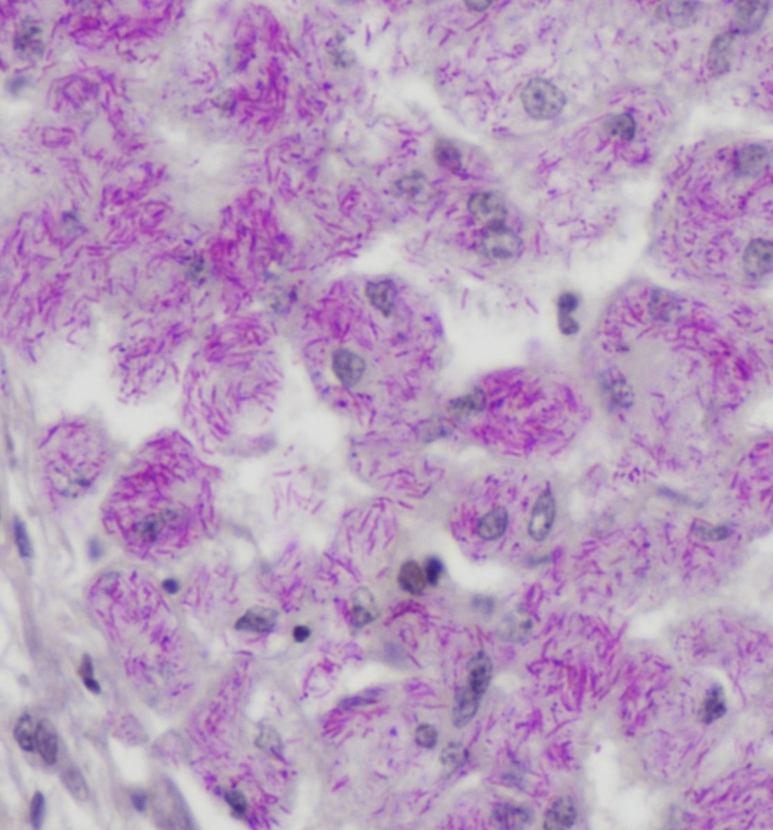 Shin@獣医病理学者 tweet media