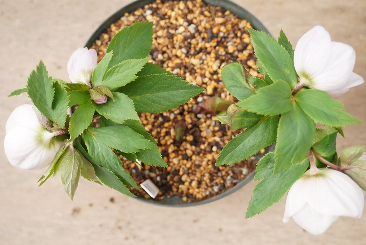 開花 クリスマスローズ・ヨシノ