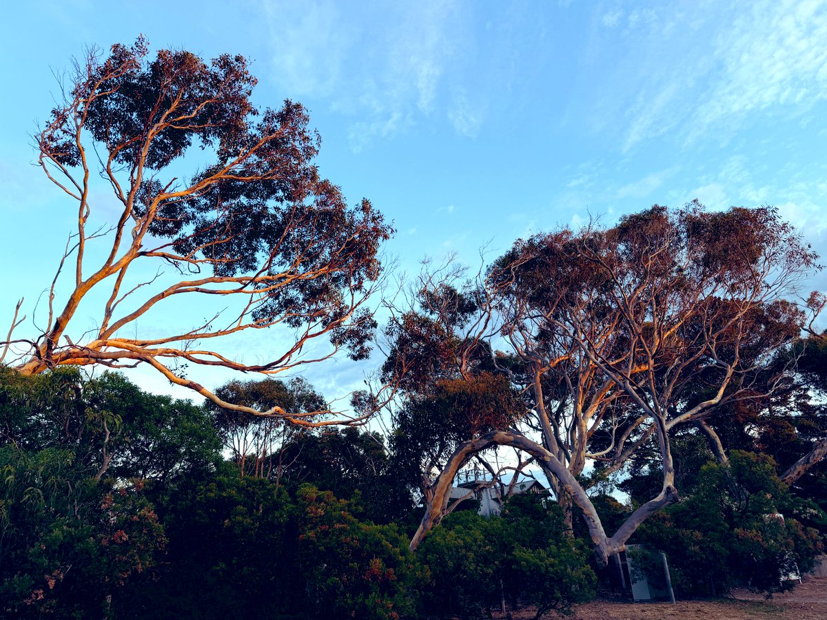 anna sublet tweet media