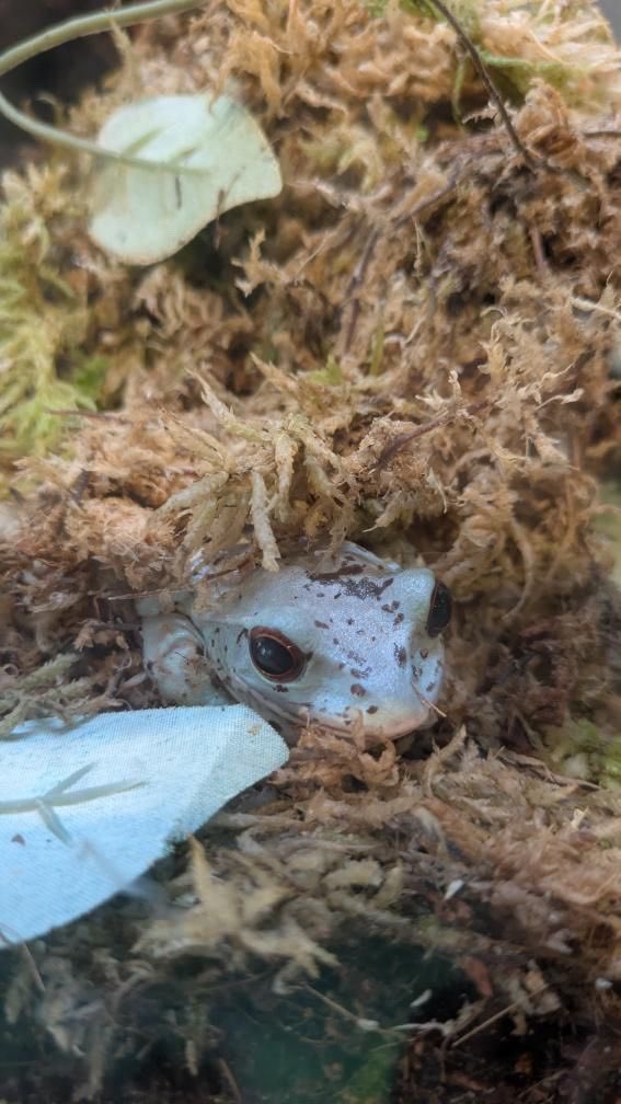 reptiles_edge's tweet photo. イエアマガエル可愛くなってきた！
販売してます！
#イエアマガエル https://t.co/yYKwAo86fw