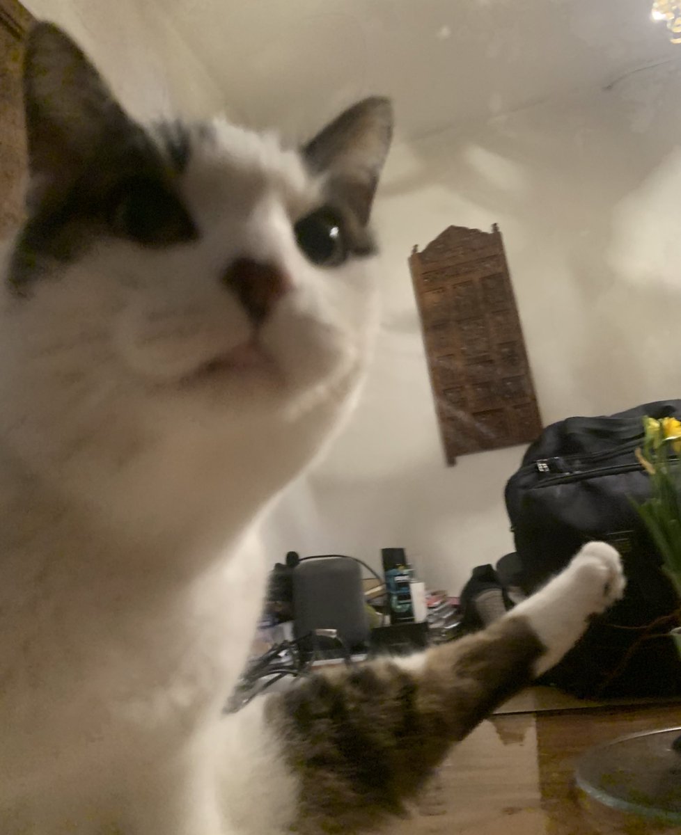 TheCatNamedMags tweet media