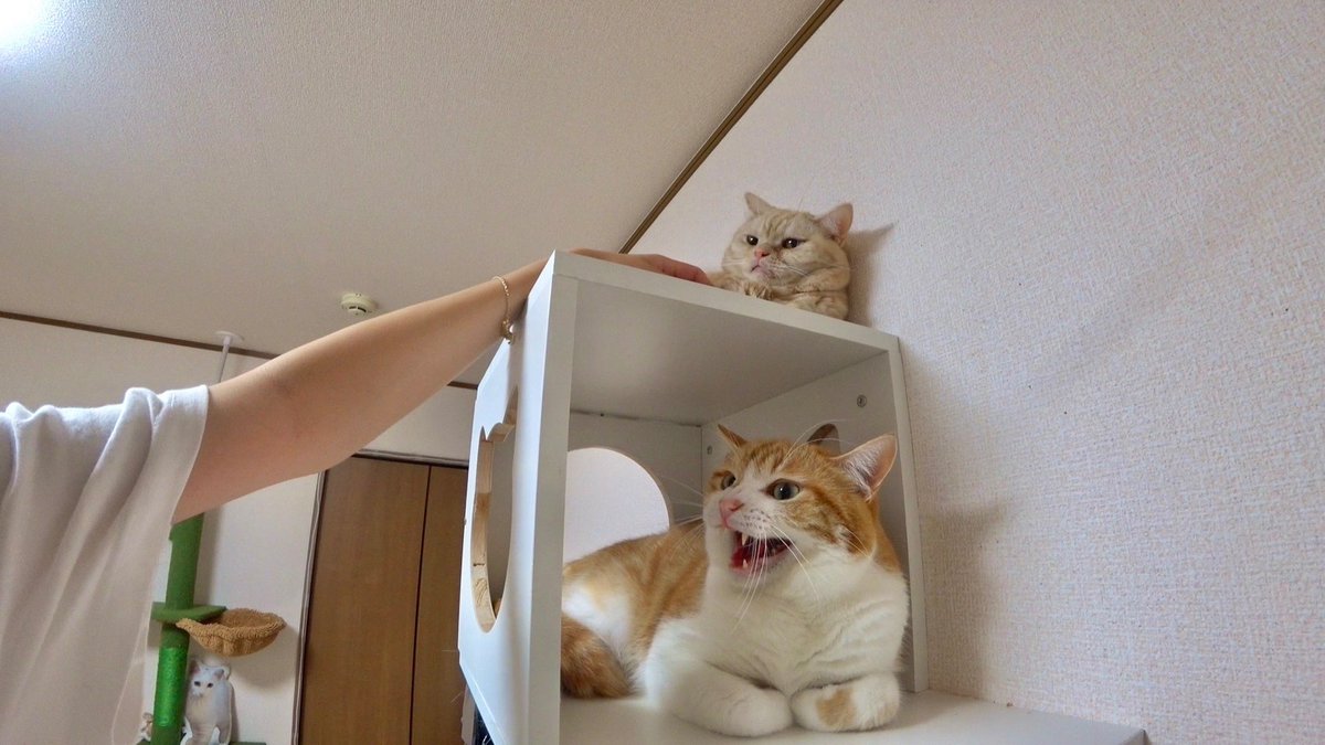 ちゃむママ (@mirei5799) / Posts / X